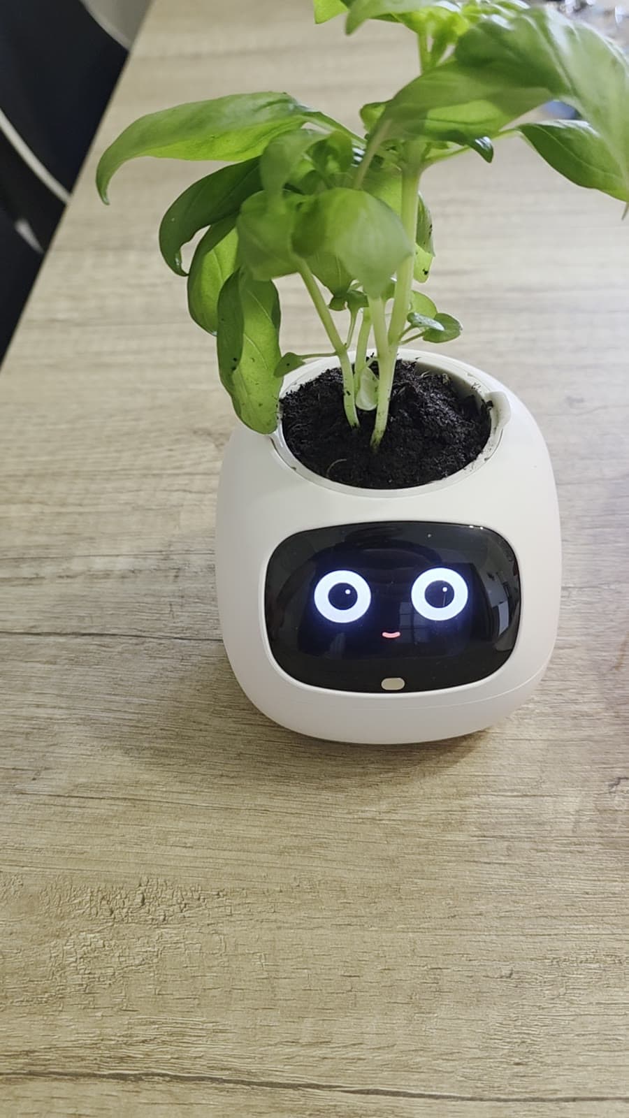 PlantsIO Ivy Gen 2 con una pianta di basilico