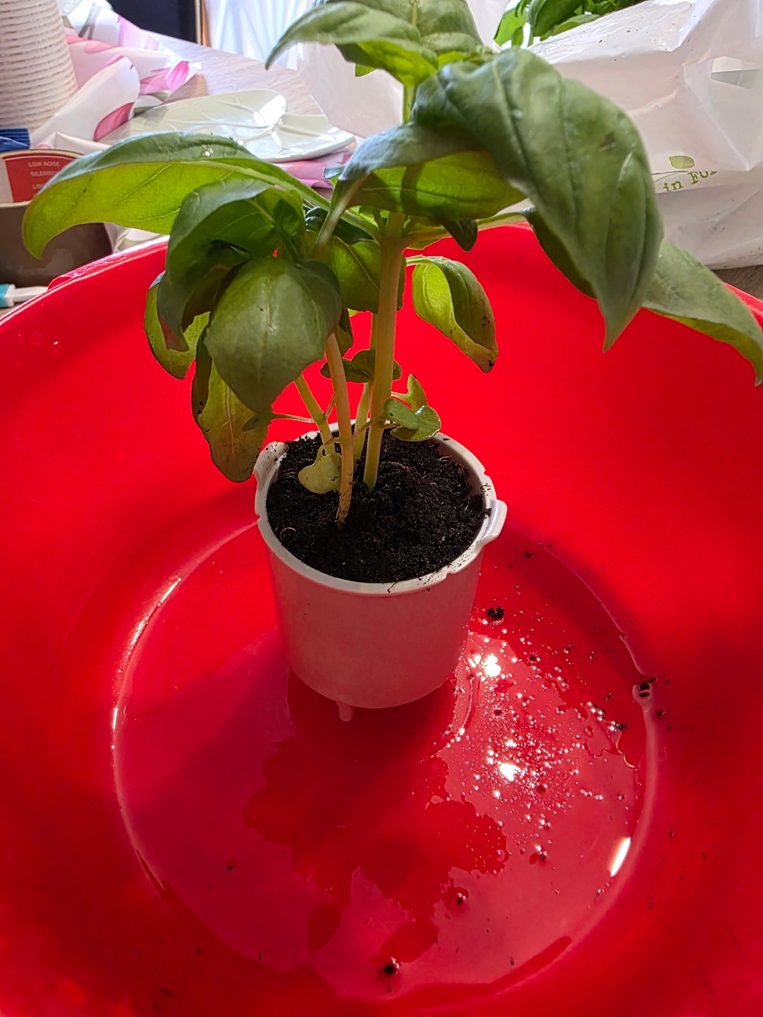 Piantina di basilico nel vaso interno bianco di Ivy, in una bacinella con acqua