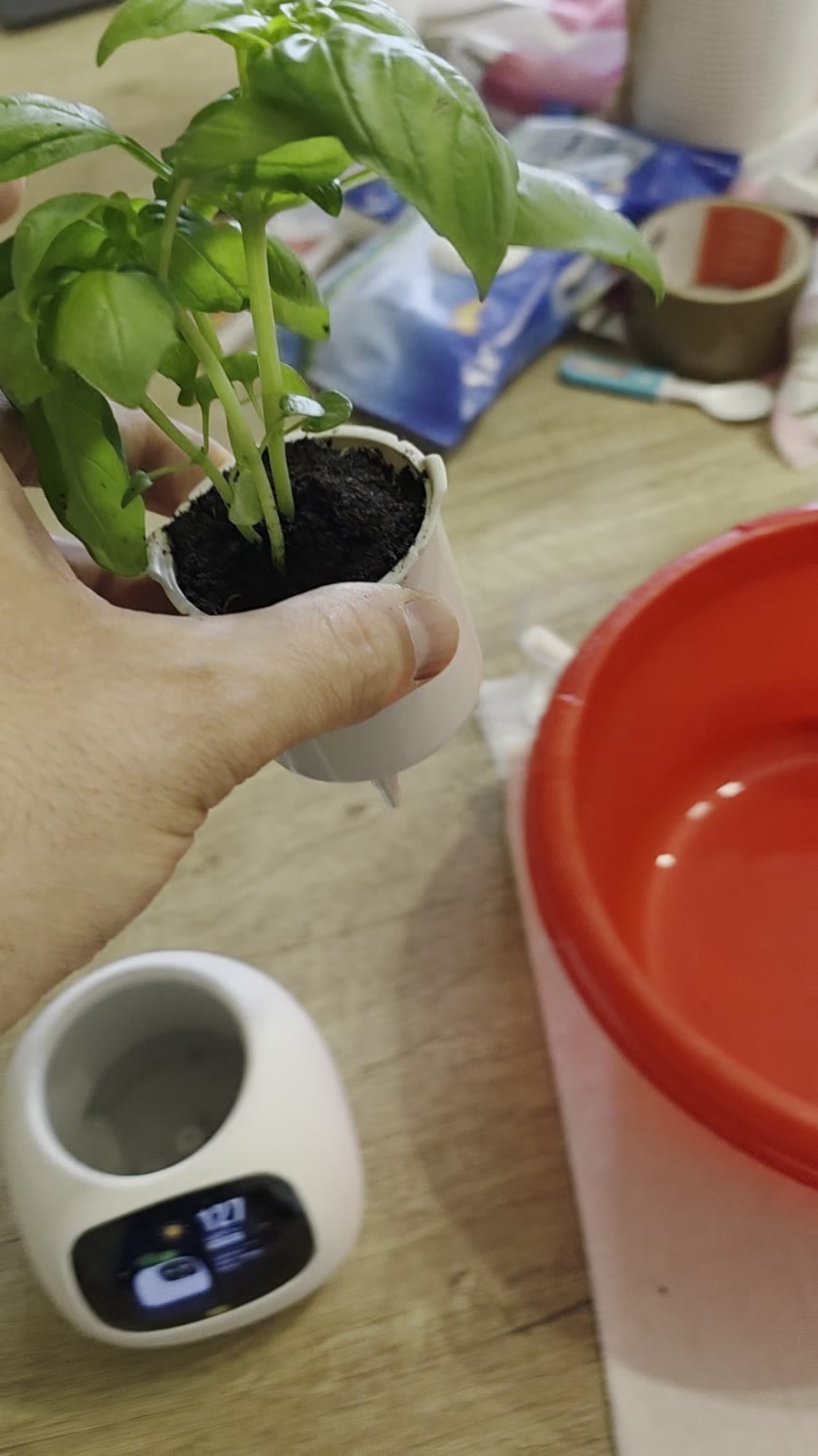 Il vaso interno con il basilico sopra la base di Ivy prima dell'inserimento