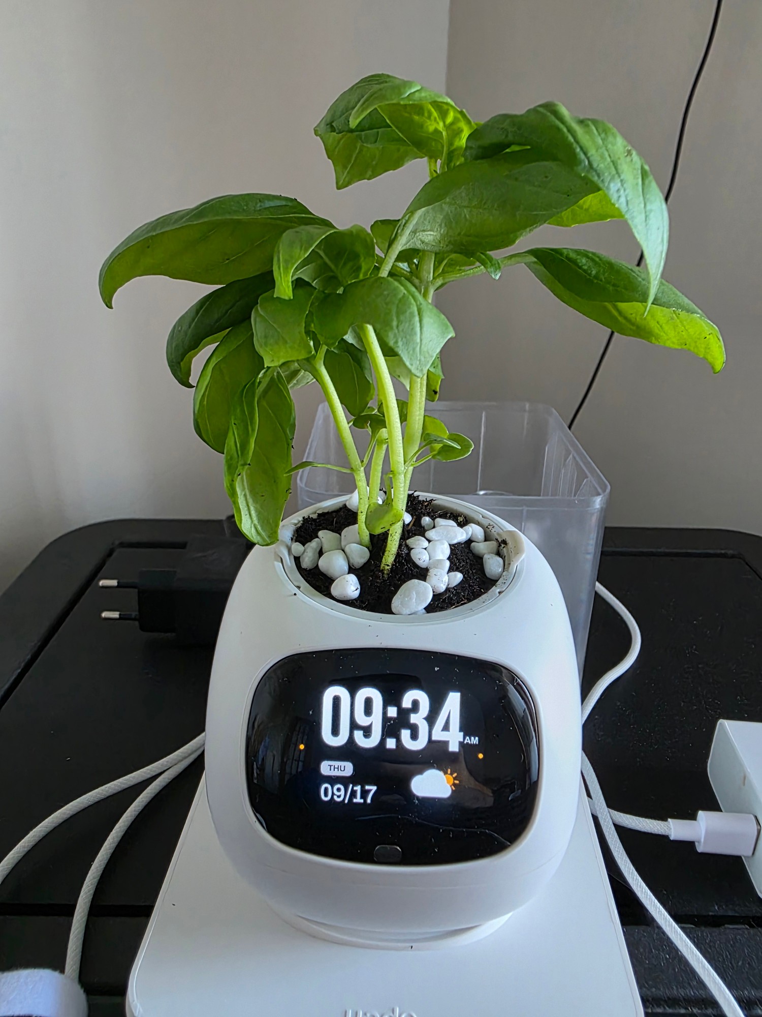 PlantsIO Ivy Gen 2 con una piantina di basilico: lo schermo mostra ora, data e meteo